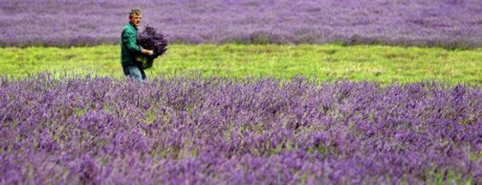 Lavender in Your Garden: For Health, Fragrance, Well-Being Lavender in Your Garden: For Health, Fragrance, Well-Being